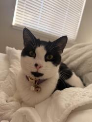 Lost Female Cat last seen Steinbeck dr and Allen ave next to the shopping center, San Jose, CA 95123
