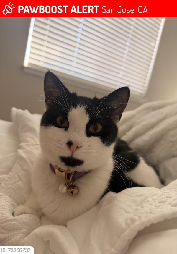 Lost Female Cat last seen Steinbeck dr and Allen ave next to the shopping center, San Jose, CA 95123