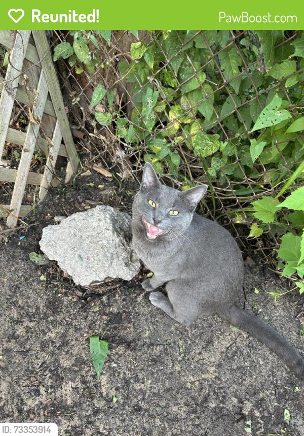 Reunited Male Cat last seen Oakshire and 11 mile, Berkley, MI 48072