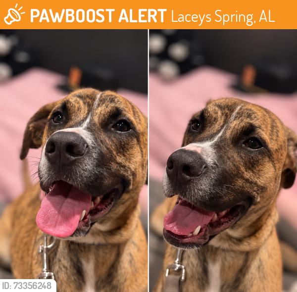 Found/Stray Male Dog last seen Near dollar general, Laceys Spring, AL 35754