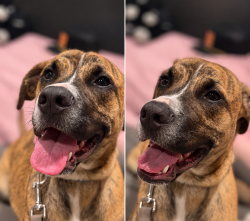 Found/Stray Male Dog last seen Near dollar general, Laceys Spring, AL 35754