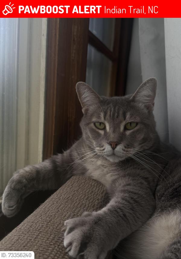 Lost Male Cat last seen union indian trail rd west, near the Ebenezer Baptist Church, Indian Trail, NC 28079