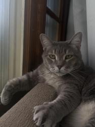 Lost Male Cat last seen union indian trail rd west, near the Ebenezer Baptist Church, Indian Trail, NC 28079