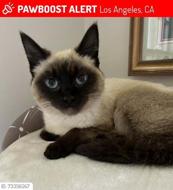 Lost Female Cat last seen Balboa and Rancho St, Los Angeles, CA 91316