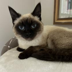 Lost Female Cat last seen Balboa and Rancho St, Los Angeles, CA 91316
