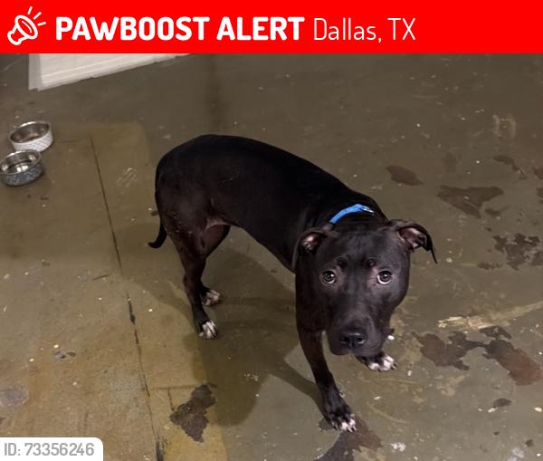 Lost Female Dog last seen Casa terrace neighborhood, Dallas, TX 75228