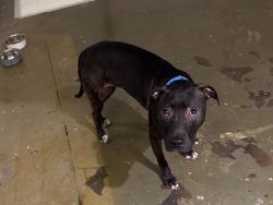 Lost Female Dog last seen Casa terrace neighborhood, Dallas, TX 75228