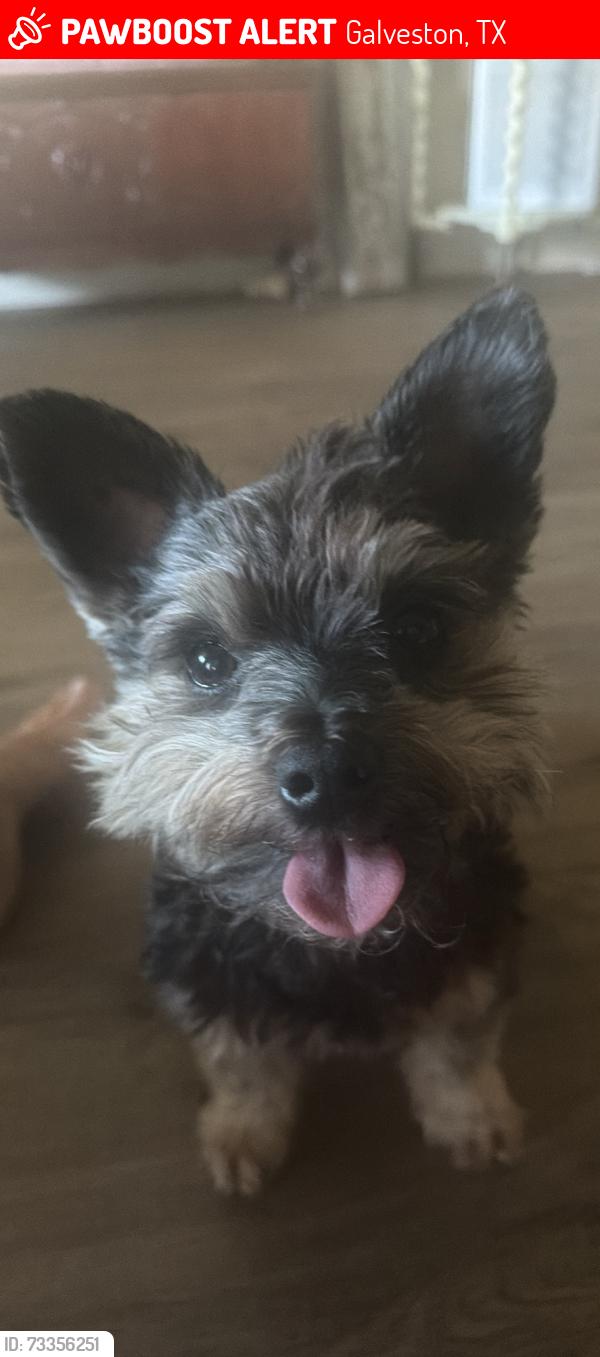 Lost Male Dog last seen 72nd and Clara Barton Lane, Galveston, TX 77551