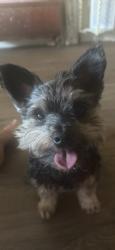 Lost Male Dog last seen 72nd and Clara Barton Lane, Galveston, TX 77551