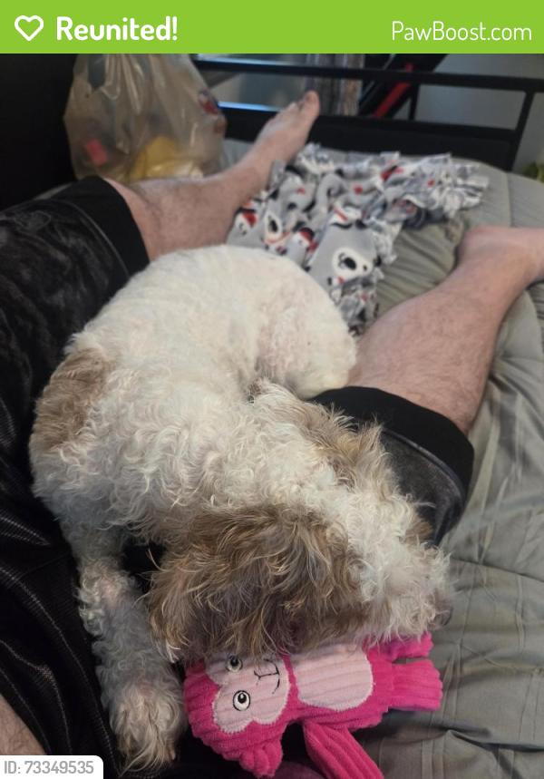 Reunited Female Dog last seen Prospect and Leela, Pewaukee, WI 53072