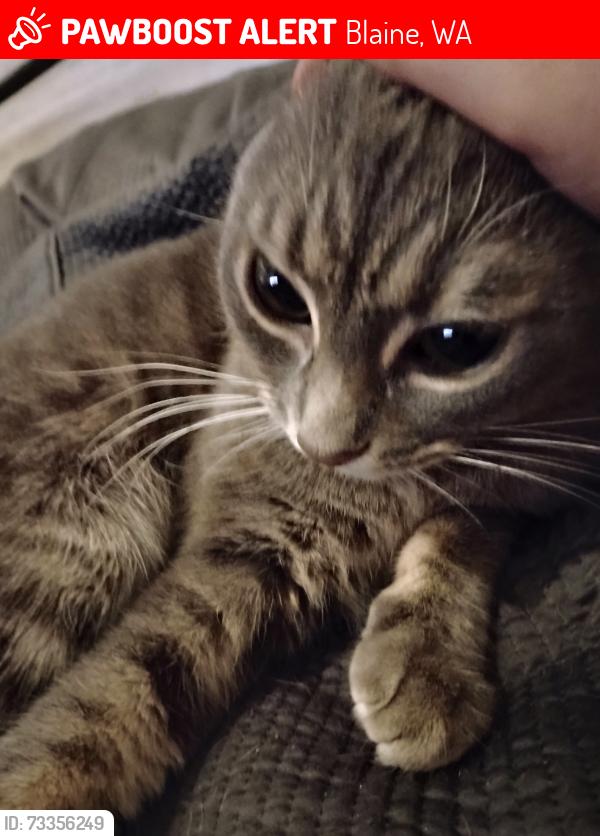 Lost Female Cat last seen California Trail, Blaine, WA 98230
