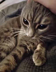 Lost Female Cat last seen California Trail, Blaine, WA 98230
