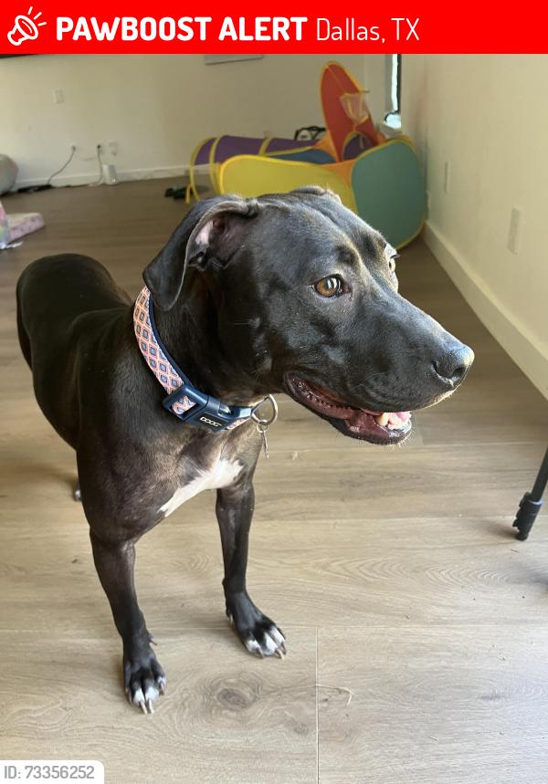 Lost Female Dog last seen Blyth Dr, Dallas, TX 75228