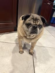 Lost Male Dog last seen Stove Road, Dairy Lane, Woods Lane, Barto, PA 19504