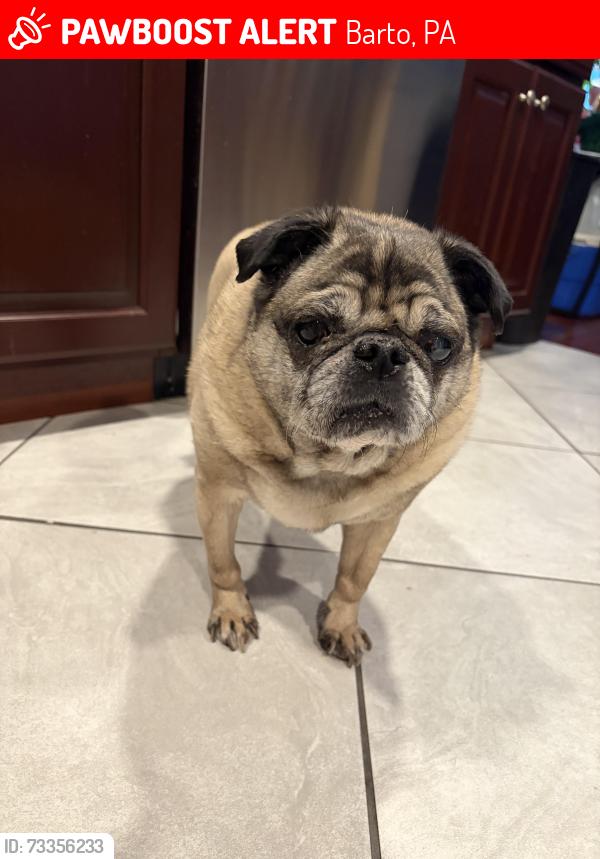 Lost Male Dog last seen Stove Road, Dairy Lane, Woods Lane, Barto, PA 19504