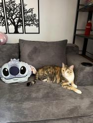 Lost Female Cat last seen Perto rua Augusto Stresser, Hugo Lange, PR 82860-140