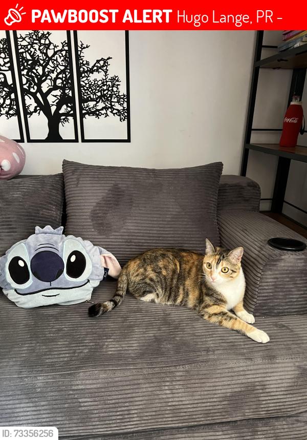 Lost Female Cat last seen Perto rua Augusto Stresser, Hugo Lange, PR 82860-140