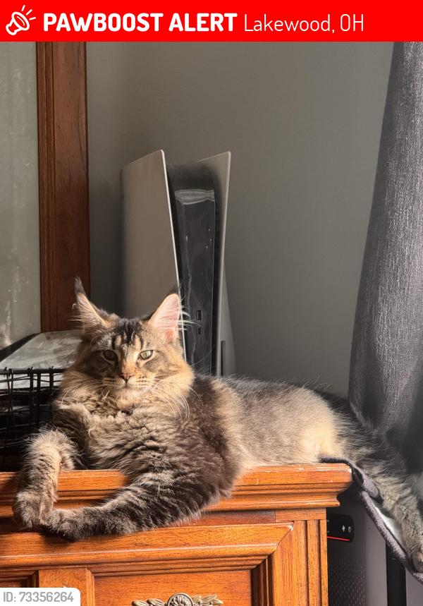 Lost Male Cat last seen Lauderdale Ave Center of street, Lakewood, OH 44107