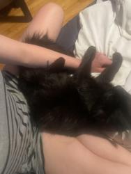 Lost Male Cat last seen Browning and rouge, Winnipeg, MB R3K 0J7