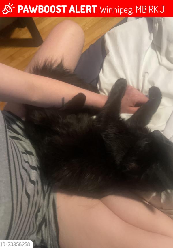 Lost Male Cat last seen Browning and rouge, Winnipeg, MB R3K 0J7