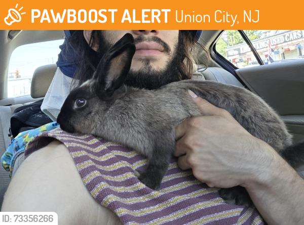 Found/Stray Unknown Rabbit last seen Kennedy Blvd, Union City, NJ 07087