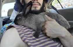 Found/Stray Unknown Rabbit last seen Kennedy Blvd, Union City, NJ 07087