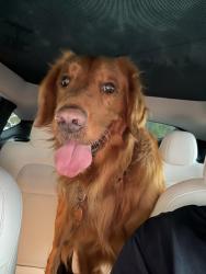 Reunited Male Dog last seen Gelato Vero, San Diego, CA 92103
