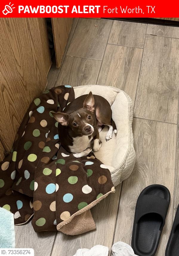 Lost Female Dog last seen Up the street on Garcia Ln, Fort Worth, TX 76140
