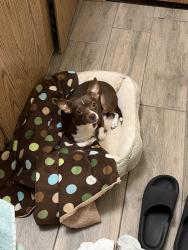 Lost Female Dog last seen Up the street on Garcia Ln, Fort Worth, TX 76140