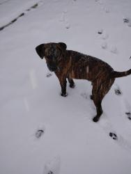 Lost Male Dog last seen Carl Booker rd and honeybee lane, Santa Rosa County, FL 32583