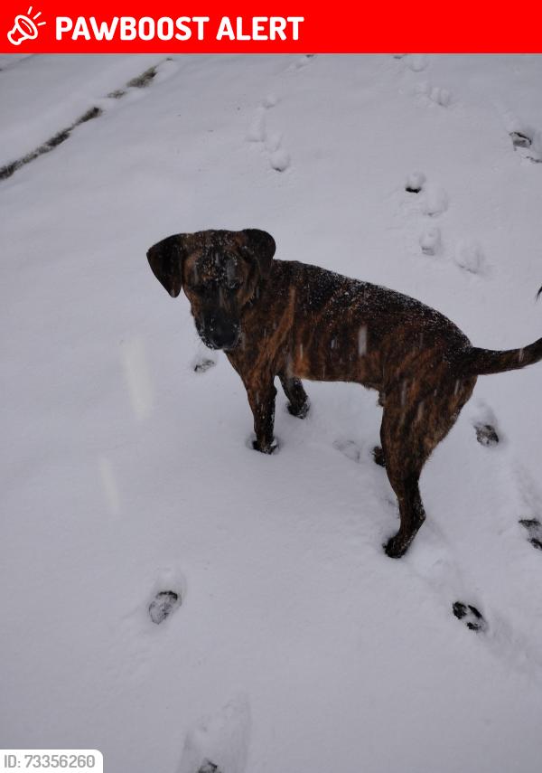 Lost Male Dog last seen Carl Booker rd and honeybee lane, Santa Rosa County, FL 32583