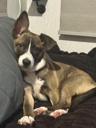 Found/Stray Male Dog last seen 7-Eleven, Houston, TX 77365