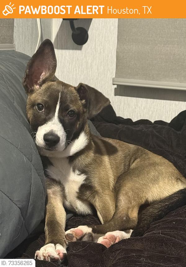 Found/Stray Male Dog last seen 7-Eleven, Houston, TX 77365