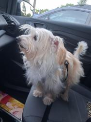 Found/Stray Male Dog last seen Carson st, Lakewood, CA 90715