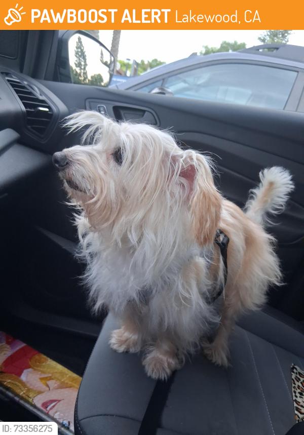 Found/Stray Male Dog last seen Carson st, Lakewood, CA 90715