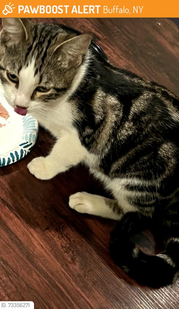 Found/Stray Male Cat last seen Lovejoy, Buffalo, NY 14206