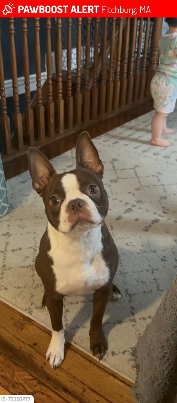 Lost Male Dog last seen Waverly street, Fitchburg, MA, Fitchburg, MA 01420