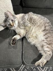 Lost Male Cat last seen Pineview lane, Red Cedar, Frisco, TX 75035