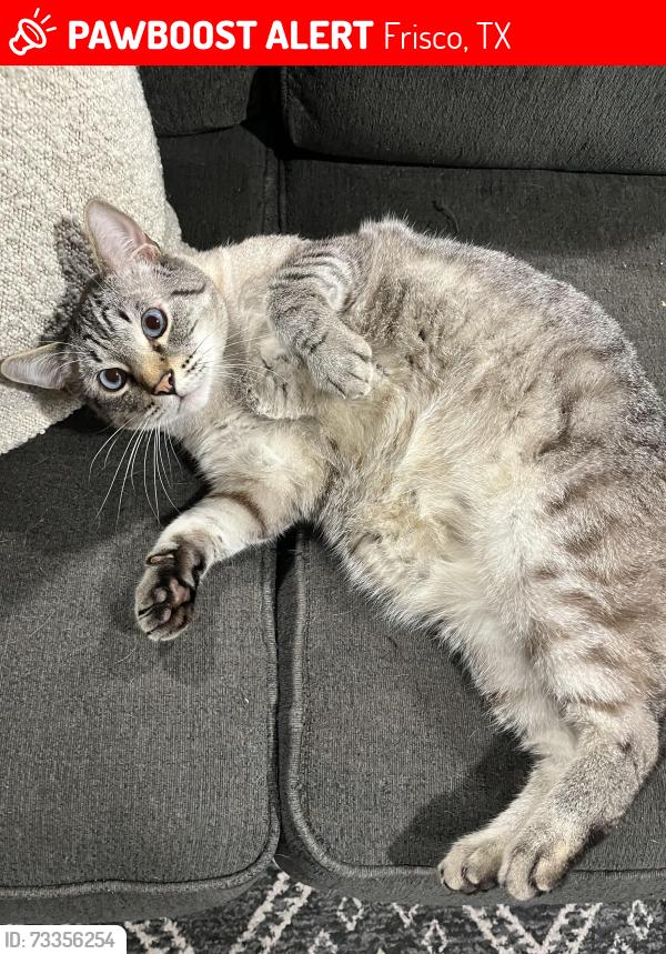 Lost Male Cat last seen Pineview lane, Red Cedar, Frisco, TX 75035