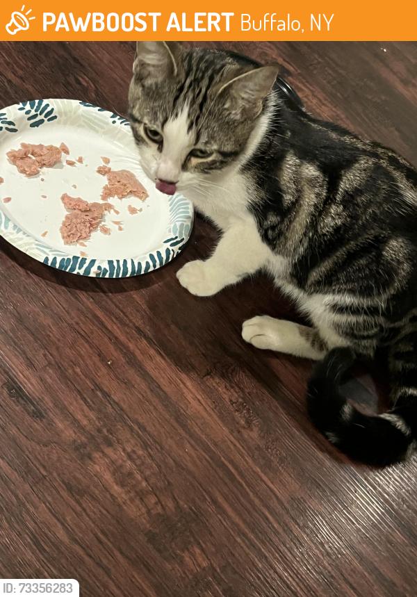 Found/Stray Unknown Cat last seen Near Carbones, Buffalo, NY 14206