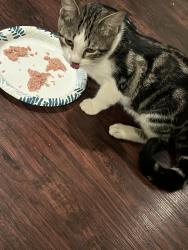 Found/Stray Unknown Cat last seen Near Carbones, Buffalo, NY 14206