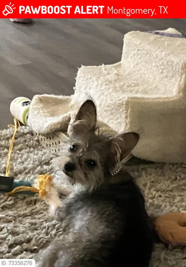 Lost Female Dog last seen Near Lake ests, Montgomery, TX 77316