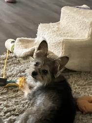Lost Female Dog last seen Near Lake ests, Montgomery, TX 77316