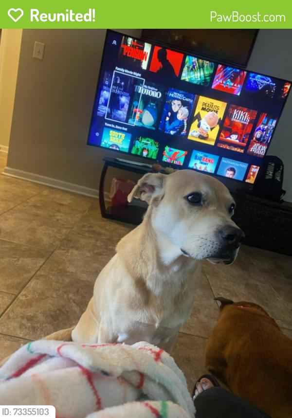 Reunited Male Dog last seen Lake Forest, La Vergne, TN 37086