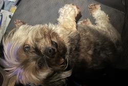 Reunited Unknown Dog last seen Maplewood and evergreen, Huntington Station, NY 11746