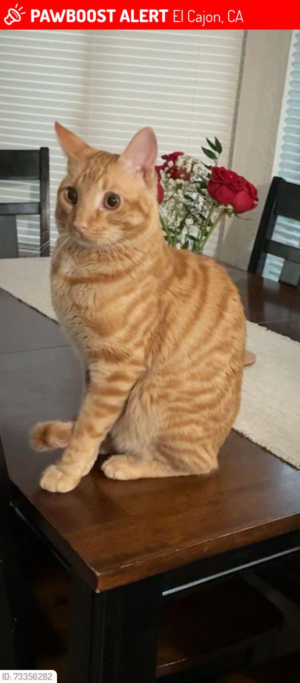 Lost Male Cat last seen Lived between La cresta rd and greenfield dr, El Cajon, CA 92019