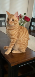 Lost Male Cat last seen Lived between La cresta rd and greenfield dr, El Cajon, CA 92019