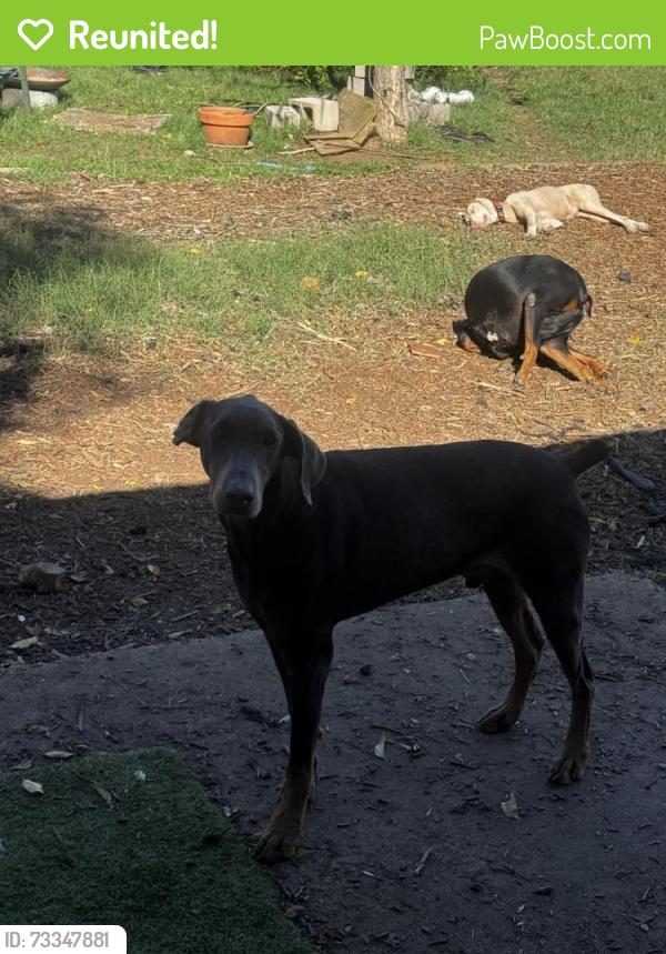 Reunited Male Dog last seen Jones rd menchaca, Austin, TX 78745