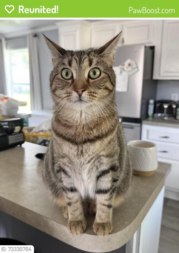 Reunited Female Cat last seen Wilson/Neff Rds, Vienna Township, MI 48420