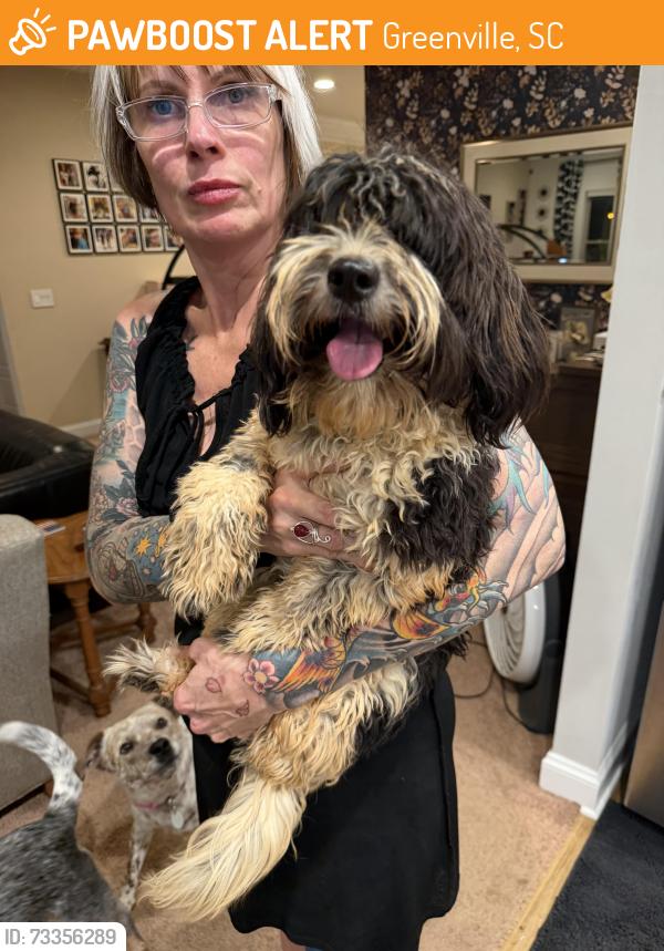Found/Stray Male Dog last seen Storage zone, Greenville, SC 29605